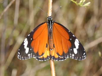 Danaus chrysippus L. adulte - �Philippe Mothiron