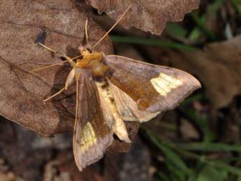 Diachrysia chryson Esp. adulte - �Philippe Mothiron