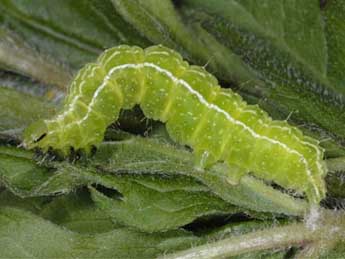  Chenille de Diachrysia chryson Esp. - �Wolfgang Wagner, www.pyrgus.de