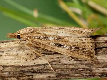 Thopeutis cicatricella Hb. adulte - �Friedmar Graf