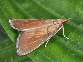 Nascia cilialis Hb. adulte - �Philippe Mothiron