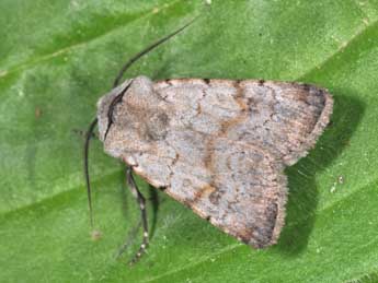 Agrotis cinerea D. & S. adulte - �Philippe Mothiron