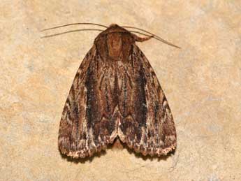 Amphipyra cinnamomea Gze adulte - �St�phane Grenier