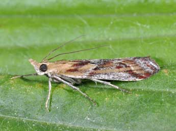 Ancylosis cinnamomella Dup. adulte - �Philippe Mothiron