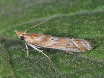 Ancylosis cinnamomella Dup. adulte - �Philippe Mothiron