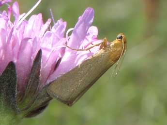 Eurhodope cirrigerella Zck. adulte - �Jean-Pierre Lamoline