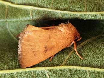 Hoyosia codeti Obth. adulte - �Daniel Morel