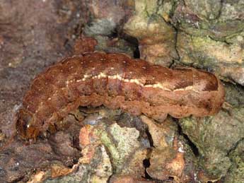  Chenille de Xestia collina Bsdv. - �Wolfgang Wagner, www.pyrgus.de