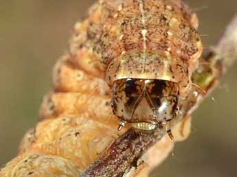  Chenille de Xestia collina Bsdv. - �Wolfgang Wagner, www.pyrgus.de