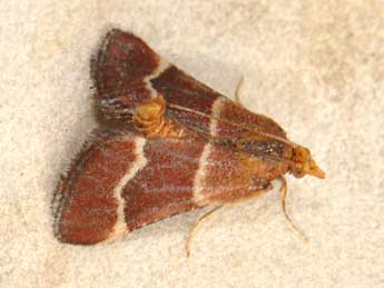 Stemmatophora combustalis Fisch. adulte - �Matthew Gandy