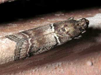 Alophia combustella H.-S. adulte - �Jean-Pierre Lamoline