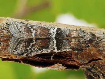 Alophia combustella H.-S. adulte - �Friedmar Graf