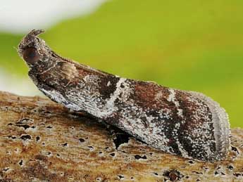 Alophia combustella H.-S. adulte - �Friedmar Graf