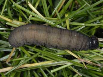  Chenille de Hesperia comma L. - �Wolfgang Wagner, www.pyrgus.de