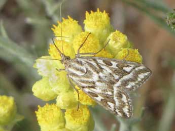 Loxostege comptalis Frr adulte - �Jean-Pierre Lamoline