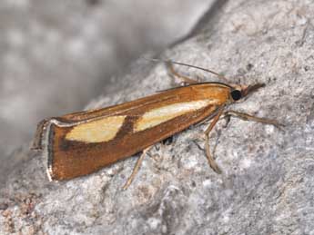 Catoptria conchella D. & S. adulte - �Philippe Mothiron