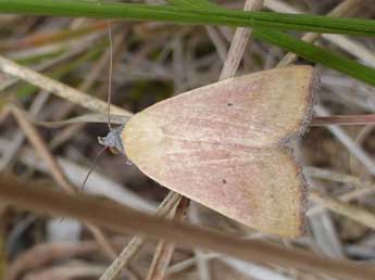 Raparna conicephala Stgr adulte - �Tristan Lafranchis