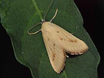 Raparna conicephala Stgr adulte - �St�phane Grenier