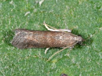 Assara conicolella Const. adulte - �Philippe Mothiron