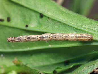  Chenille de Idaea contiguaria Hb. - �Lionel Taurand