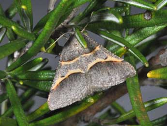 Perigune convergata Vill. adulte - �Philippe Mothiron