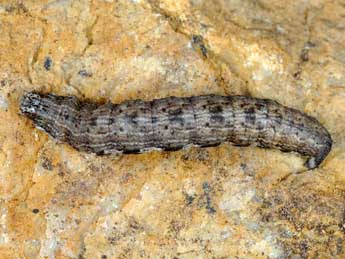  Chenille de Perigune convergata Vill. - �Wolfgang Wagner, www.pyrgus.de