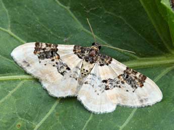 Protorhoe corollaria H.-S. adulte - �Daniel Morel & Lionel Taurand