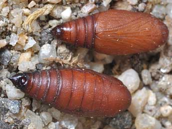  Chrysalide de Protorhoe corollaria H.-S. - �Claude Colomb