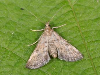 Metasia corsicalis Dup. adulte - �Philippe Mothiron