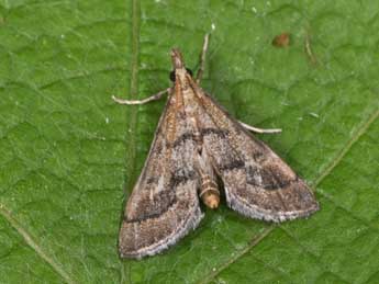 Metasia corsicalis Dup. adulte - �Philippe Mothiron