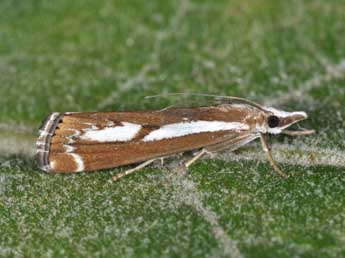 Catoptria corsicellus Dup. adulte - �Philippe Mothiron