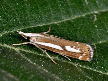 Catoptria corsicellus Dup. adulte - �Philippe Mothiron