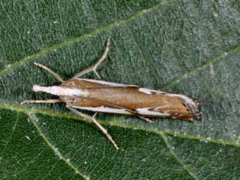 Catoptria corsicellus Dup. adulte - �Philippe Mothiron