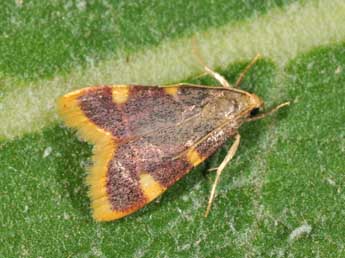Hypsopygia costalis F. adulte - �Philippe Mothiron