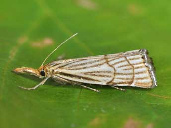 Chrysocramboides craterellus Scop. adulte - �Philippe Mothiron