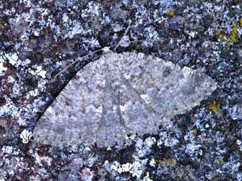 Charissa crenulata Obth. adulte - �Lionel Taurand