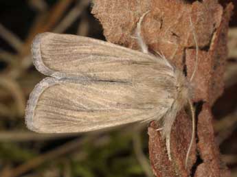 Sesamia cretica Led. adulte - �Wolfgang Wagner, www.pyrgus.de