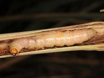  Chenille de Sesamia cretica Led. - �Wolfgang Wagner, www.pyrgus.de