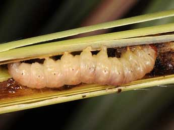  Chenille de Sesamia cretica Led. - �Wolfgang Wagner, www.pyrgus.de