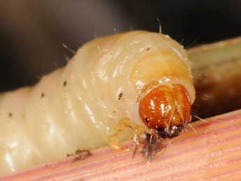  Chenille de Sesamia cretica Led. - �Wolfgang Wagner, www.pyrgus.de