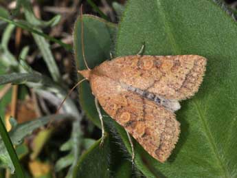 Jodia croceago D. & S. adulte - �Philippe Mothiron