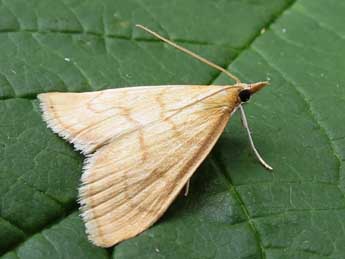 Anania crocealis Hb. adulte - �Nicole Lepertel