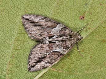 Thera cupressata Gey. adulte - �Philippe Mothiron