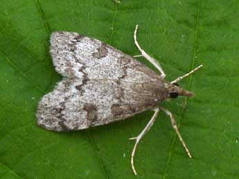 Udea cyanalis Lah. adulte - �Nicole Lepertel