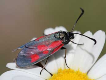 Zygaena cynarae Esp. adulte - �Emmanuel Ruiz