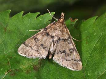 Metasia cyrnealis Schaw. adulte - �Philippe Mothiron