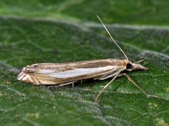 Crambus cyrnellus Schaw. adulte - �Philippe Mothiron