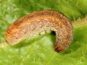  Chenille de Diarsia dahlii Hb. - �Wolfgang Wagner, www.pyrgus.de