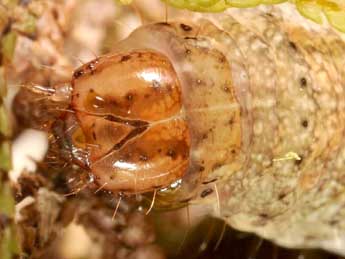  Chenille de Diarsia dahlii Hb. - �Wolfgang Wagner, www.pyrgus.de