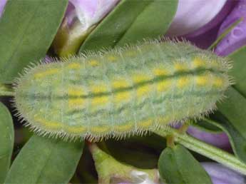 Chenille de Polyommatus daphnis D. & S. - �Wolfgang Wagner, www.pyrgus.de